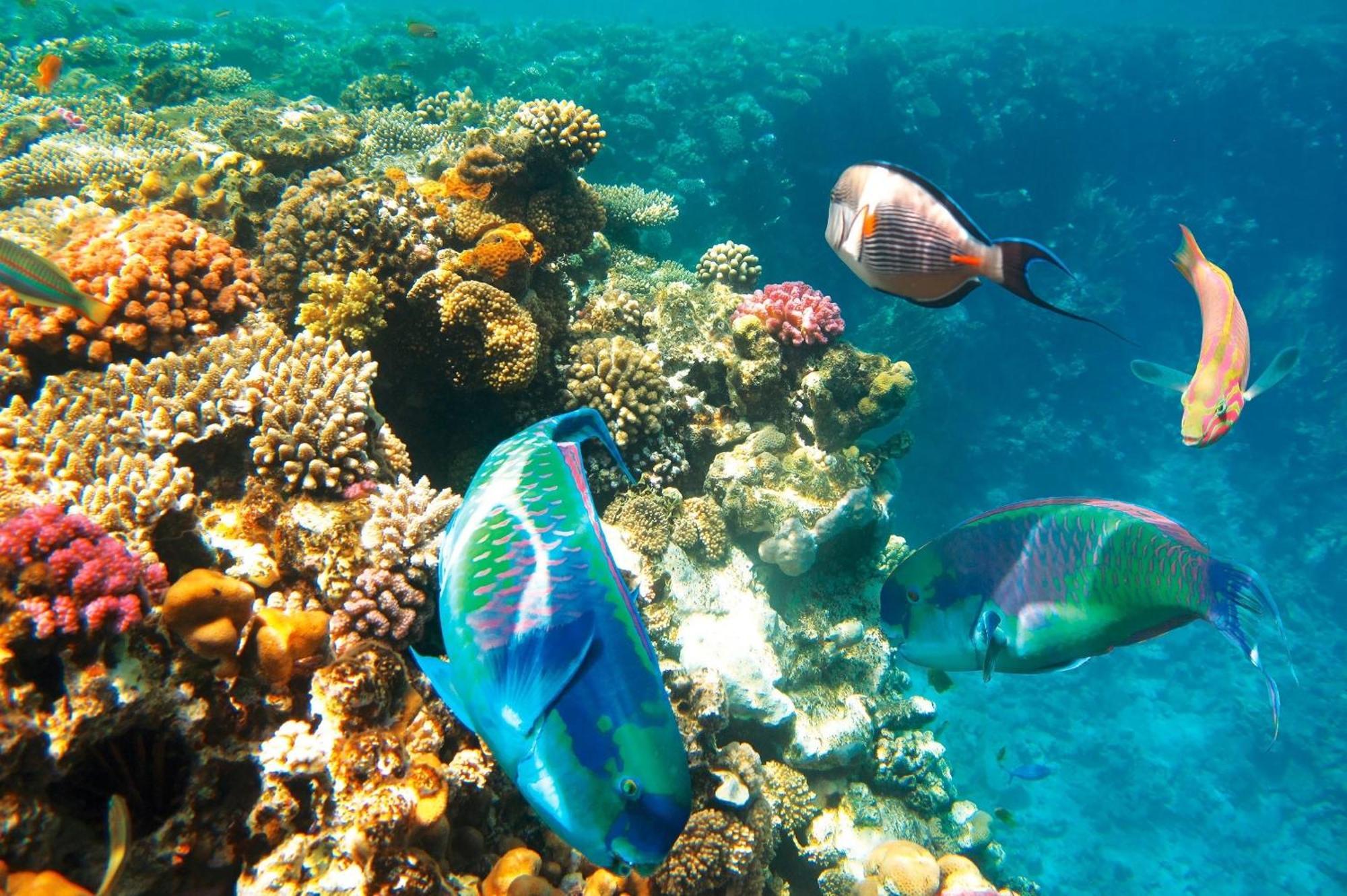 A Piece Of Heaven By The Appartement Sharm-el-Sheikh